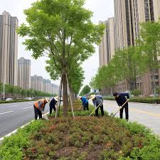 嵊州市政道路绿化常用苗木