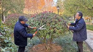 艾弗森贝博ballbet官网 汉沽城市绿化带种植什么植物好